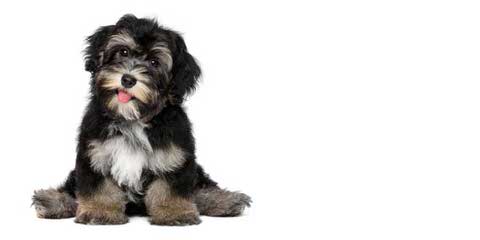 JOYASEDA REG’D HAVANESE - Dog Breeders