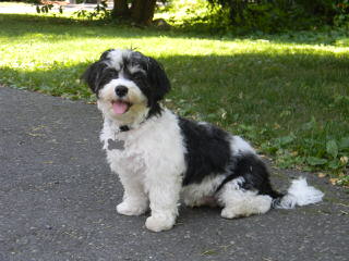 Nevena’s Truelove Havanese - Dog Breeders