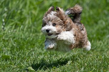 Hydabrek Havanese - Dog Breeders