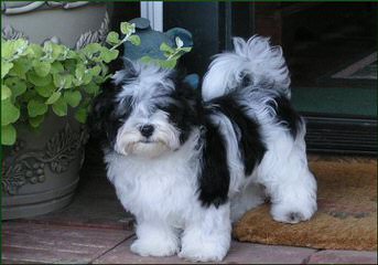 Wild Rose Havanese - Dog and Puppy Pictures