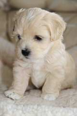 Ashstone Havanese - Dog Breeders