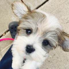 Sonrisas Havanese - Dog Breeders