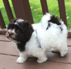 Ashstone Havanese - Dog Breeders