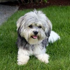 Havanese Hacienda - Dog and Puppy Pictures