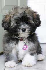 Hill-Crest Havanese Of New York – Pups Available Now - Dog Breeders