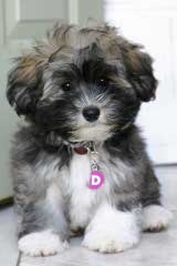 Miss Muffin’s Havanese - Dog Breeders