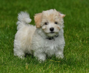 Coco Cabana Havanese-Pups Now - Dog Breeders