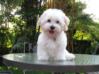 Joyaseda Reg’d Havanese - Dog Breeders