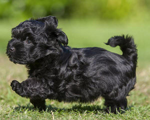 Glorybee Havanese - Dog and Puppy Pictures