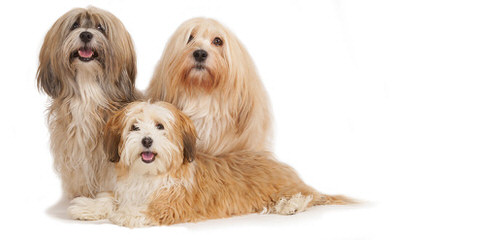 2 Cute Havanese - Dog Breeders