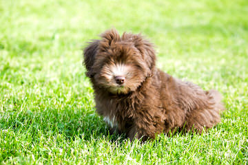 Champion Bloodline Havanese Puppies - Dog Breeders