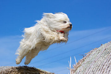 Fausthouse Happy Havanese - Dog and Puppy Pictures