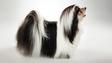 SALIDA DEL SOL HAVANESE - Dog Breeders