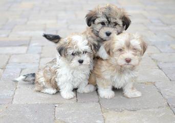 Hydabrek Havanese - Dog Breeders