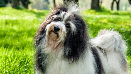 Mistytrails Havanese ‘1993’ (Registered / Certified) Breeder - Dog and Puppy Pictures