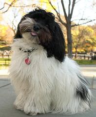 Nevena’s Truelove Havanese - Dog Breeders