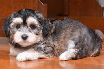 Hydabrek Havanese - Dog Breeders