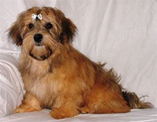 Havanese..Cerf Babies Now And Through The Holidays - Dog and Puppy Pictures