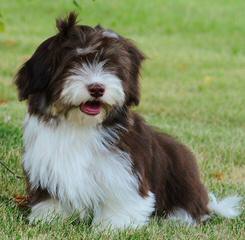 Havanese Delights – New Litter & Puppies - Dog and Puppy Pictures