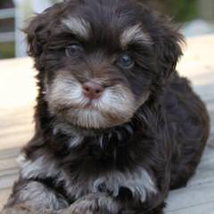 Gallagher Havanese Akc In Oregon - Dog and Puppy Pictures