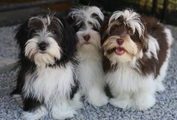 Glorybee Havanese - Dog and Puppy Pictures