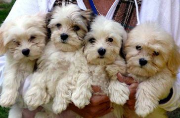 Tiny Tootsies Havanese - Dog Breeders