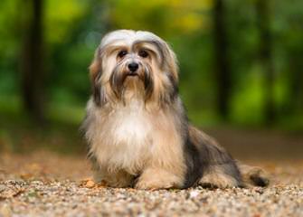 Sweet Dreams Havanese - Dog Breeders