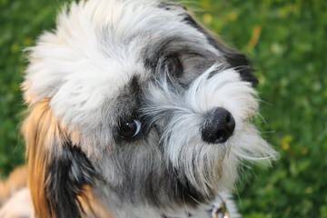 Hydabrek Havanese - Dog and Puppy Pictures