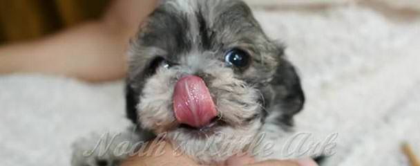 Fausthouse Happy Havanese - Dog and Puppy Pictures