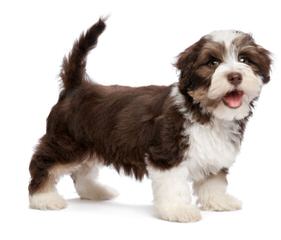 Akc Havanese Puppies For Sale In Rhode Island - Dog Breeders
