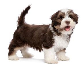 kase havanese