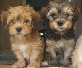 2 Cute Havanese - Dog Breeders