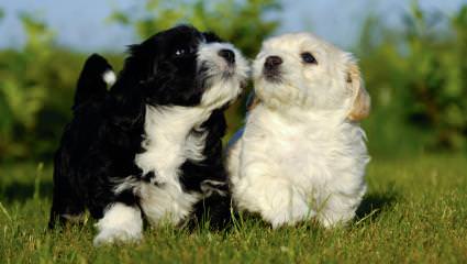 Havanese..Cerf Babies Now And Through The Holidays - Dog and Puppy Pictures