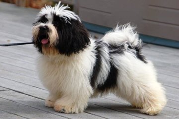 A Littlehaven Of Havanese Ckc Registered Breeder & Certified - Dog and Puppy Pictures