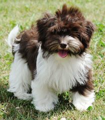 Sonrisas Havanese - Dog and Puppy Pictures