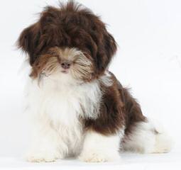 JOYASEDA REG’D HAVANESE - Dog Breeders