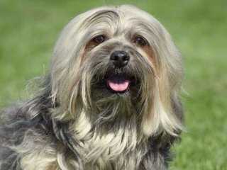 Esperanza Havanese - Dog Breeders