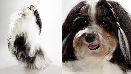 Havanese Puppies To Love - Dog Breeders