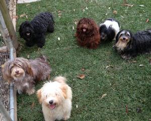 Havanese Hacienda - Dog Breeders