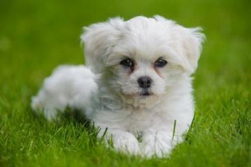 Hummingbird havanese - Dog and Puppy Pictures