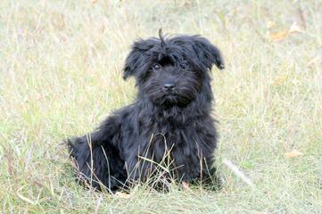 A Littlehaven Of Havanese Ckc Registered Breeder & Certified - Dog and Puppy Pictures