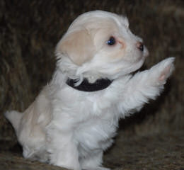 Fausthouse Happy Havanese - Dog Breeders