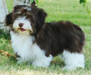 Ashstone Havanese - Dog Breeders