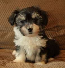 Jeff’s Havanese - Dog Breeders