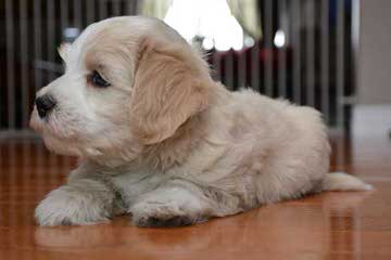 Ashstone Havanese - Dog Breeders