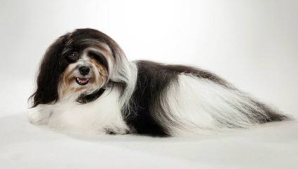 A Littlehaven Of Havanese Ckc Registered Breeder & Certified - Dog Breeders