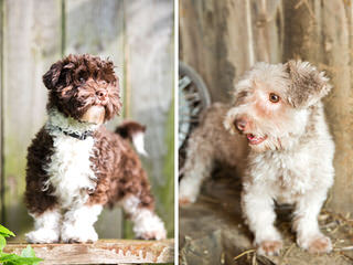 Moorea Havanese - Dog Breeders