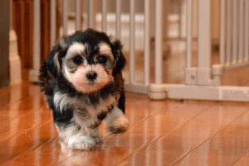 A Littlehaven Of Havanese Ckc Registered Breeder & Certified - Dog Breeders