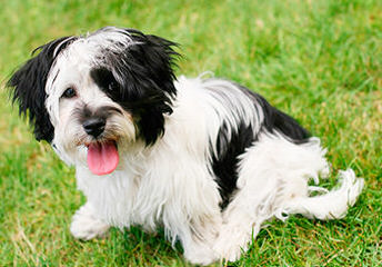 SALIDA DEL SOL HAVANESE - Dog Breeders