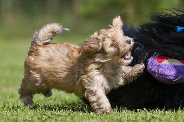 Ashstone Havanese - Dog and Puppy Pictures